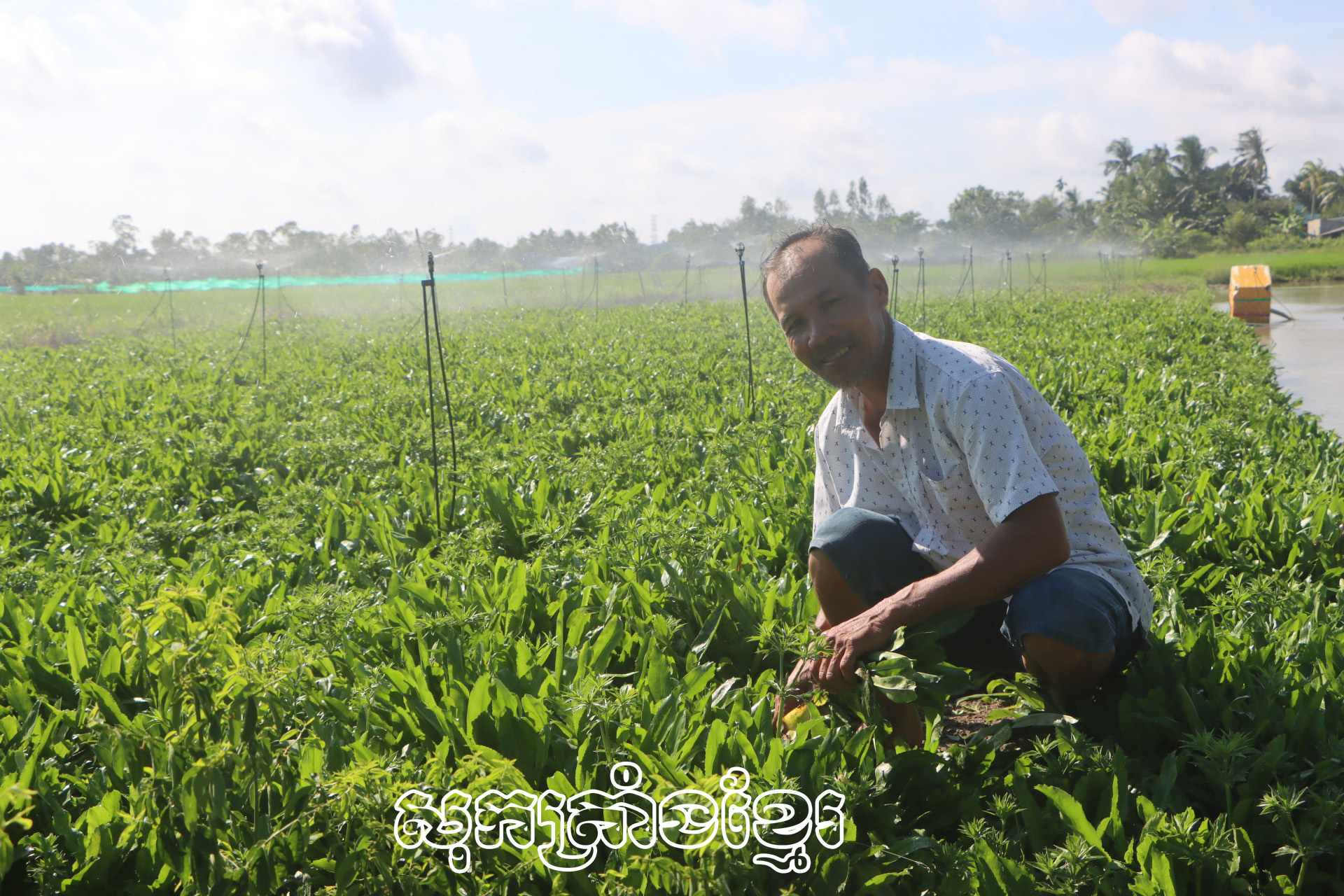 ពូឌៀងដេន កំពុងប្រមូលផលជីរបារាំង។