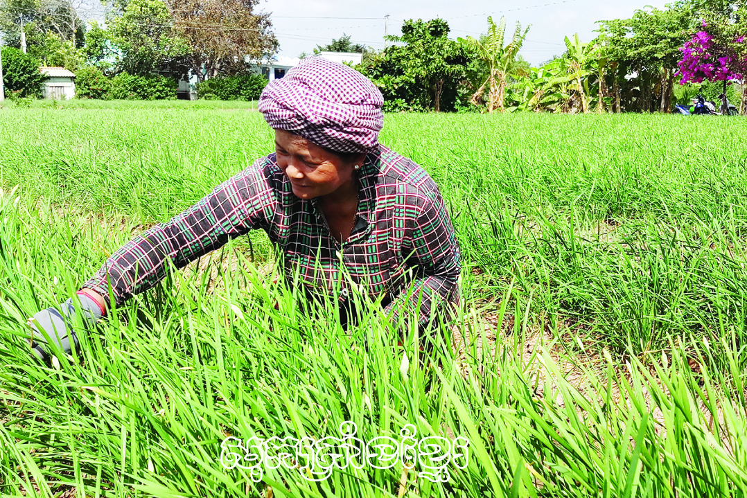 កសិករនៅថាមដូងកំពុងថែទាំបន្លែសម្រាប់លក់បុណ្យតេត។ 