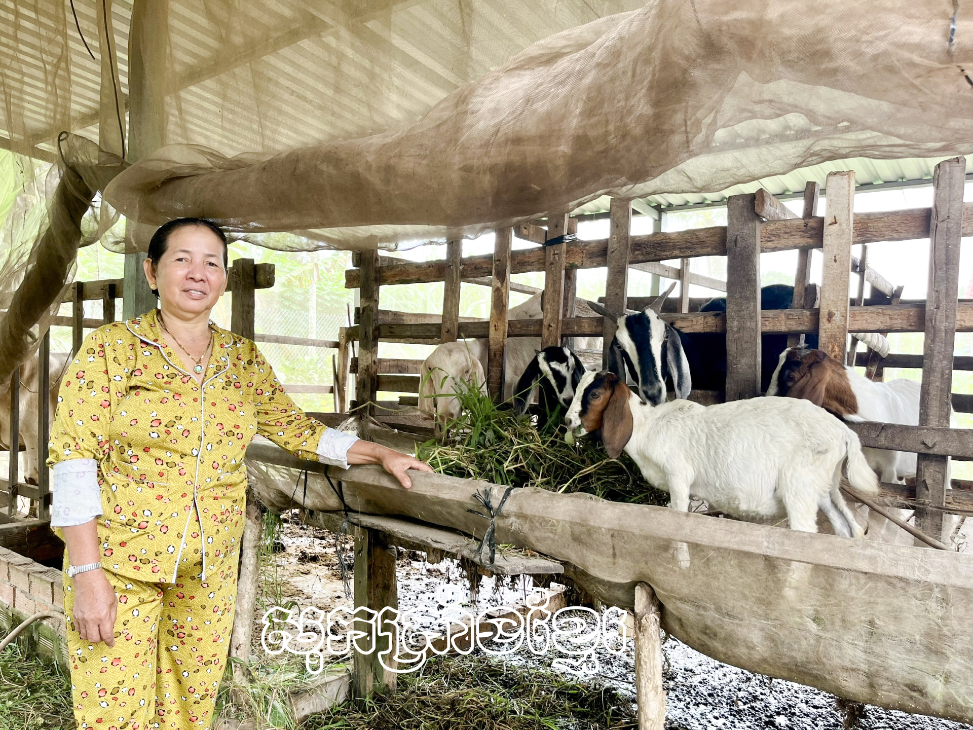 មីងឡឹមធីហុង នៅភូមិបូដេ ឃុំកេថាញ់ ស្រុកកេសាត់ (សុកត្រាំង) អភិវឌ្ឍសេដ្ឋកិច្ចដោយចិញ្ចឹមពពែមេ។