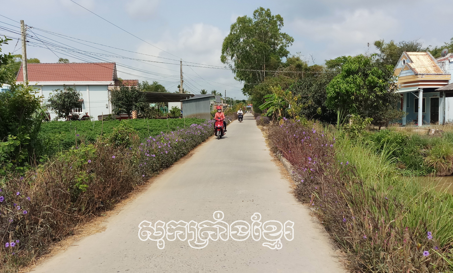 បណ្តាដងផ្លូវជនបទនៅលើភូមិដ្ឋានស្រុកមីស្វៀងស្អាត ខៀវស្រស់តែងមានការចូលរួមរបស់សមាជិកានារី។