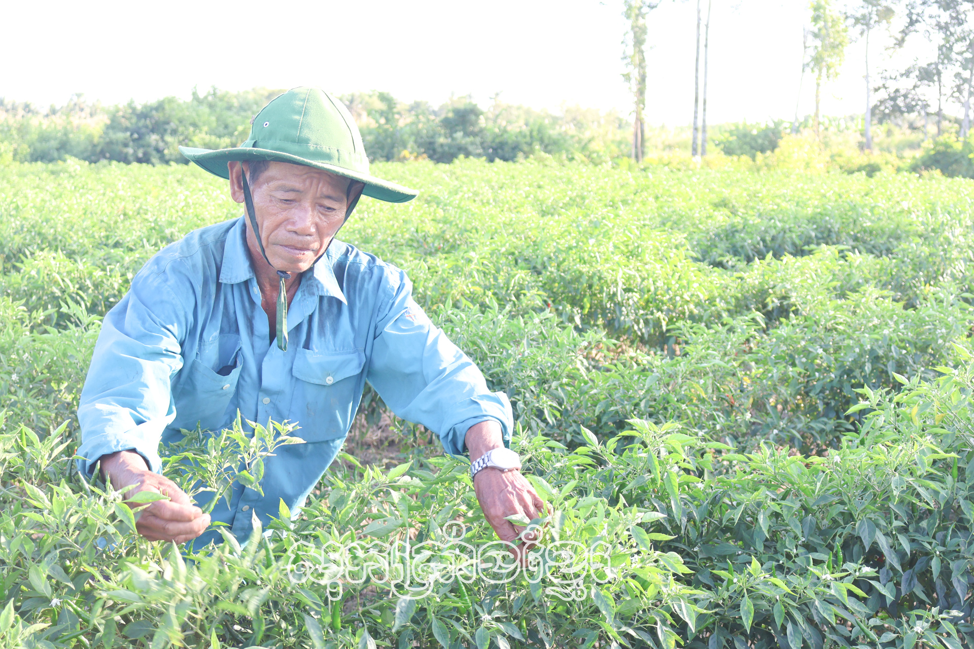 ពូឡេវ៉ាំងឌើ-ប្រធានសាខាសមាគមកសិករភូមិផ្នោរស្លា២ កំពុងថែទាំម្ទេសរបស់គ្រួសារ។