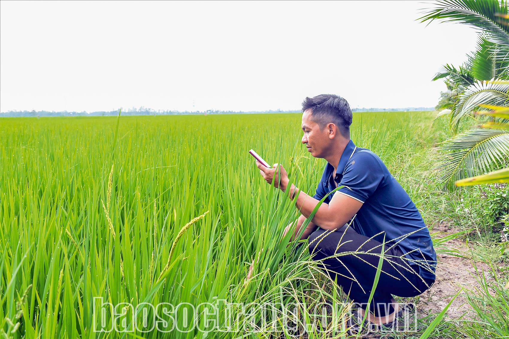 Ngoài việc ứng dụng máy bay nông nghiệp vào chăm sóc lúa, anh Trần Kim Luận, xã Tài Văn, huyện Trần Đề (Sóc Trăng) còn theo dõi tình hình phát triển của lúa từ các ứng dụng được cài trên điện thoại thông minh. Ảnh: HẢI HÀ