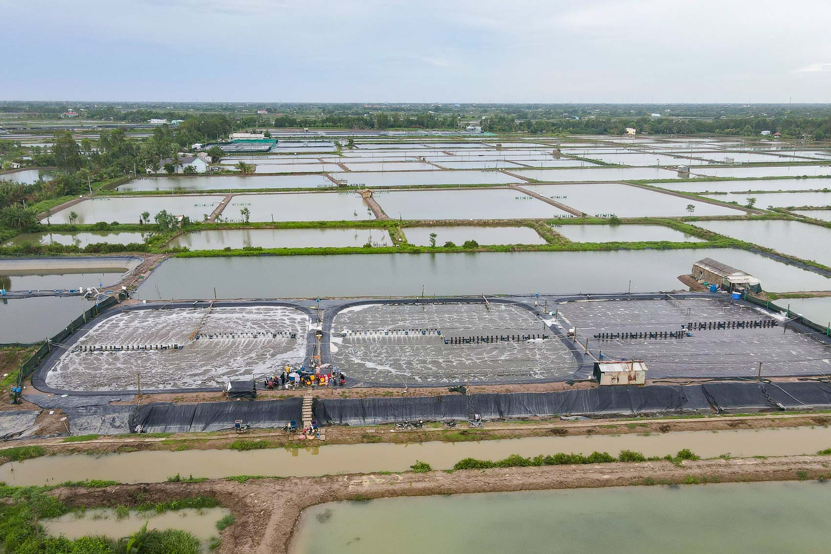 Con tôm bơi ngược