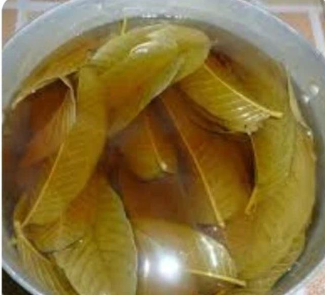 Có nên uống nước lá ổi mỗi ngày?