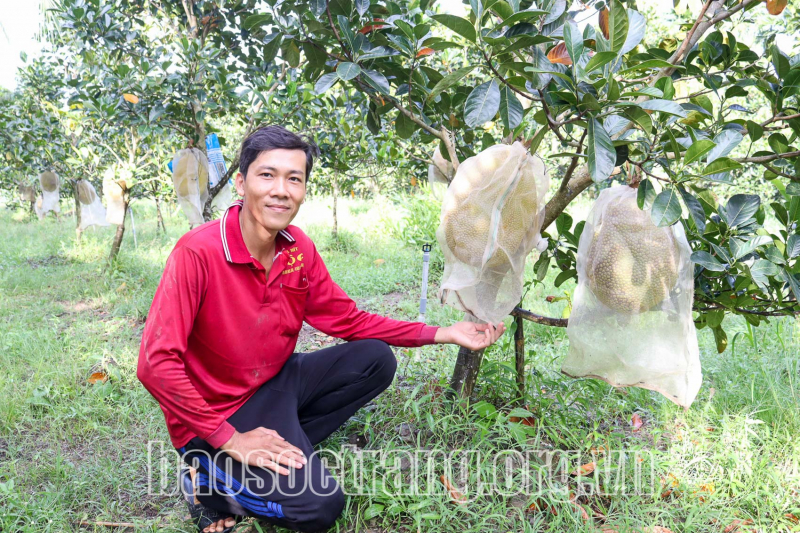 Nhà vườn huyện Kế Sách bảo vệ vườn cây ăn trái trong mùa hạn, mặn