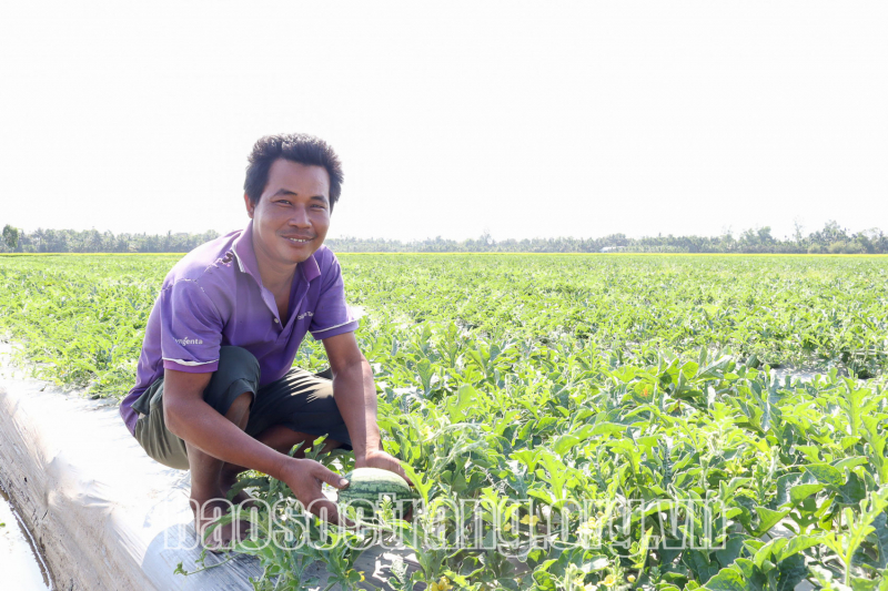 Xã Kế Thành phát triển trồng dưa hấu dưới ruộng lúa