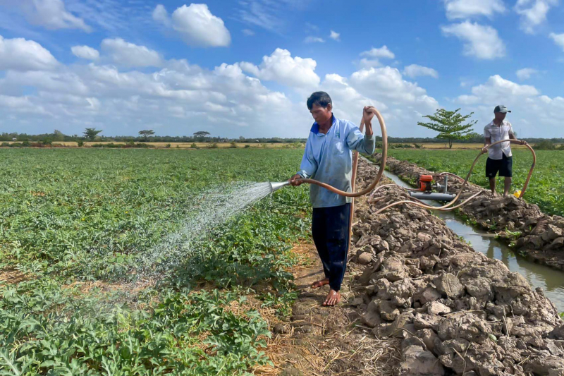 Nông dân Trần Đề đưa màu xuống chân ruộng