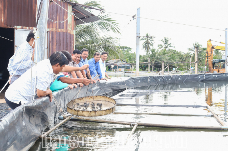 Tăng lợi nhuận từ nuôi cá trong ao tôm