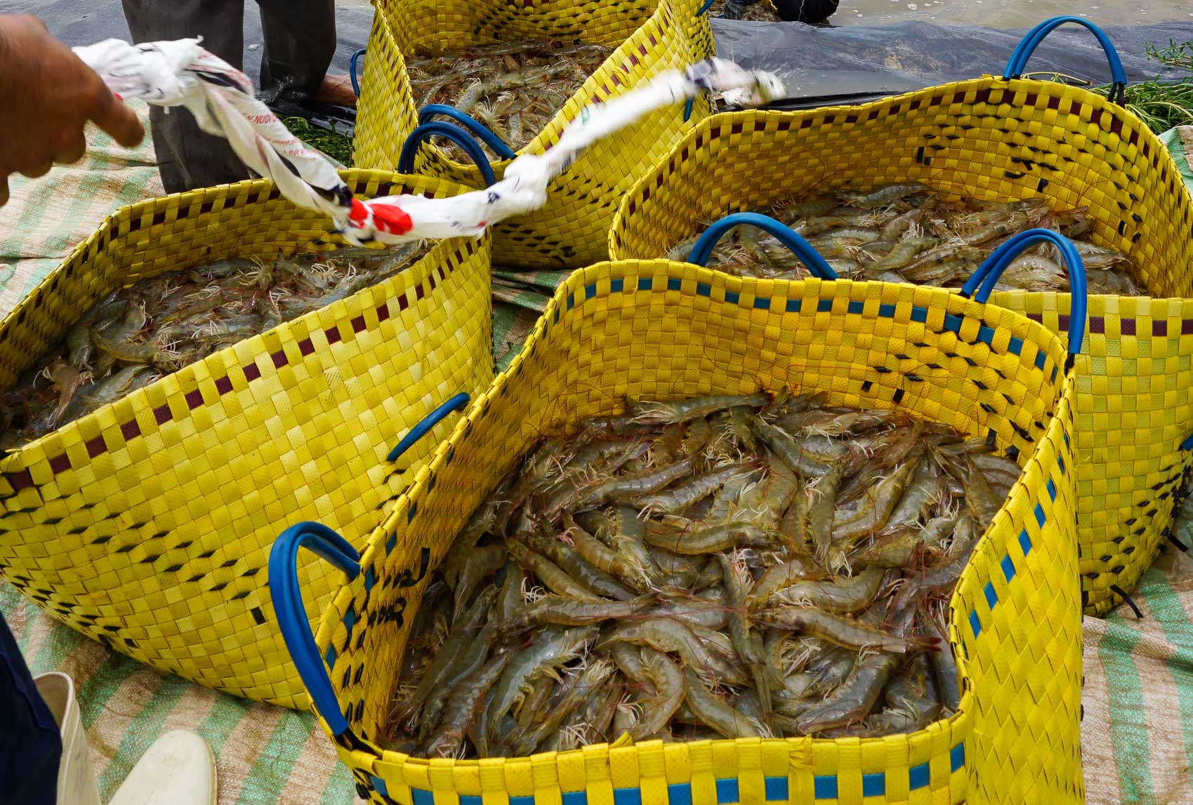 Không vội dù giá cao