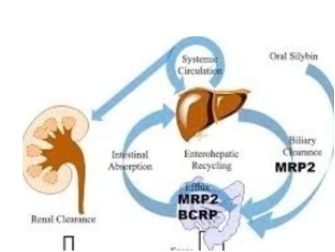 Phát hiện hợp chất tự nhiên có khả năng ức chế sự phát triển của ung thư gan