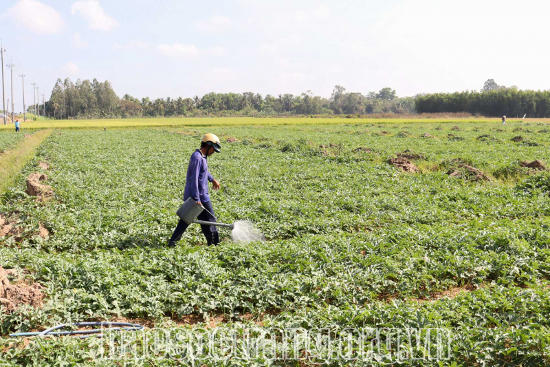 Nông dân phất lên nhờ đưa cây màu xuống chân ruộng