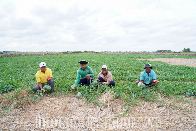 Hiệu quả mô hình đưa cây màu xuống chân ruộng