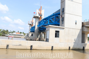 Cống âu Rạch Mọp thúc đẩy nông nghiệp Sóc Trăng phát triển bền vững