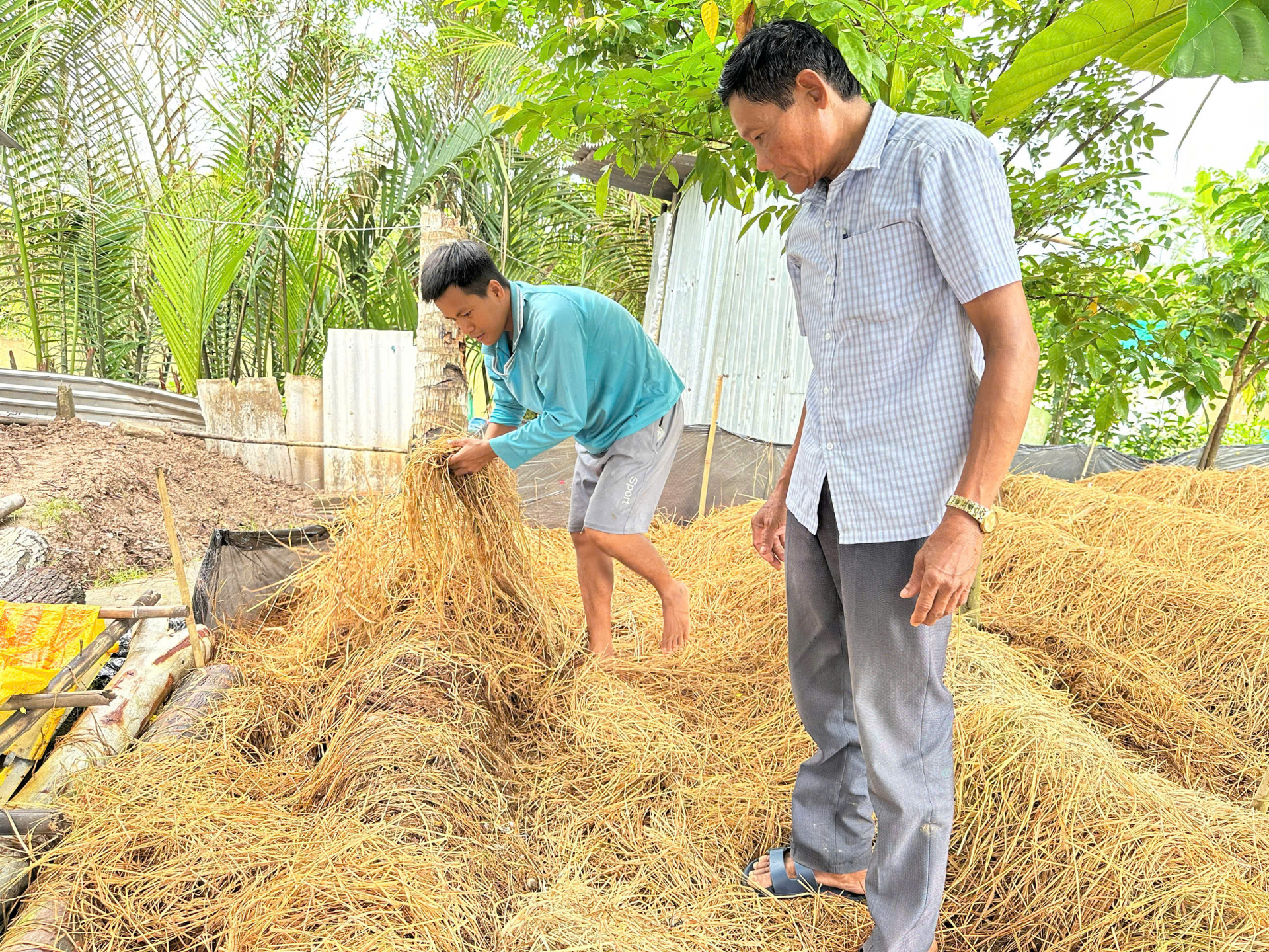បណ្តុះផ្សិតចំបើងផ្តល់ចំណូលលំនឹង