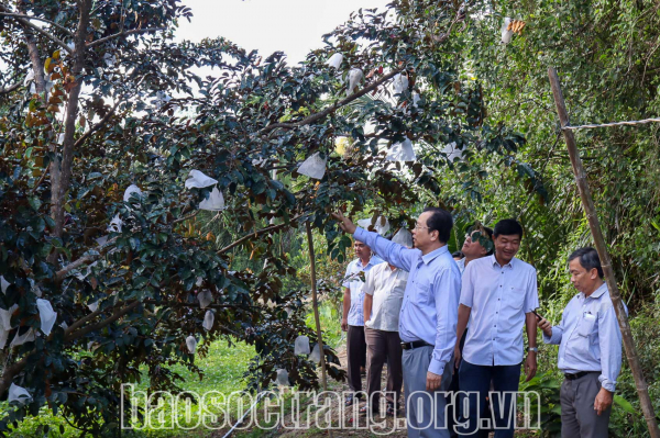 Sóc Trăng nâng tầm trái cây đặc sản
