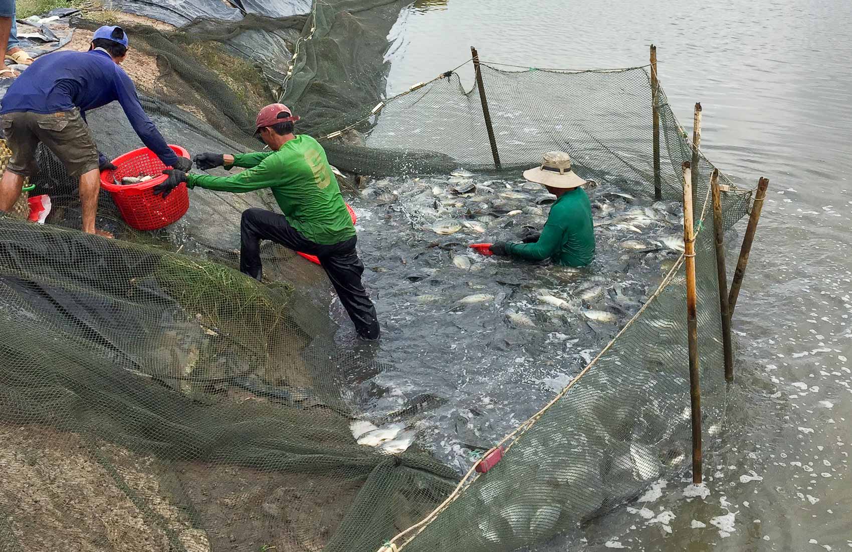 Cơ hội từ cá rô phi