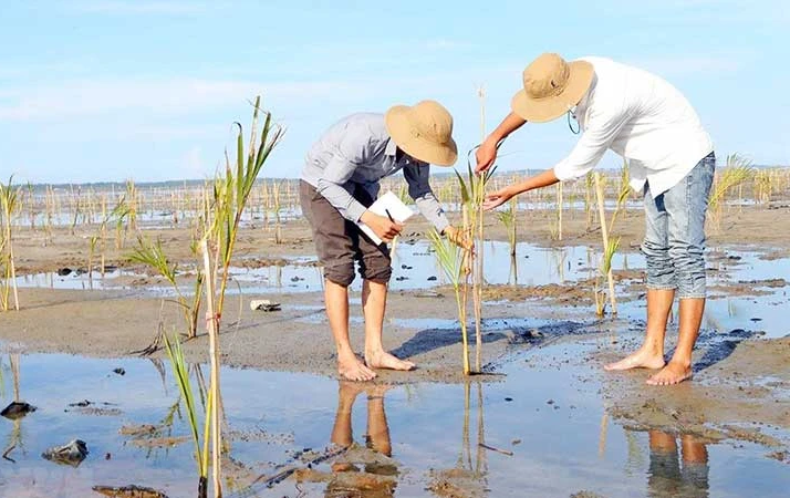 Thu hút đầu tư vào lĩnh vực lâm nghiệp