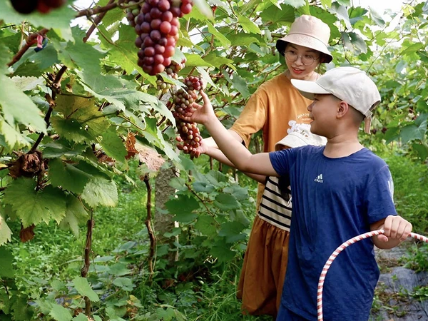 Khách du lịch trải nghiệm hái nho tại trang trại du lịch sinh thái ở xã Vĩnh Ngọc, huyện Ðông Anh, Hà Nội. (Ảnh GIANG NAM)