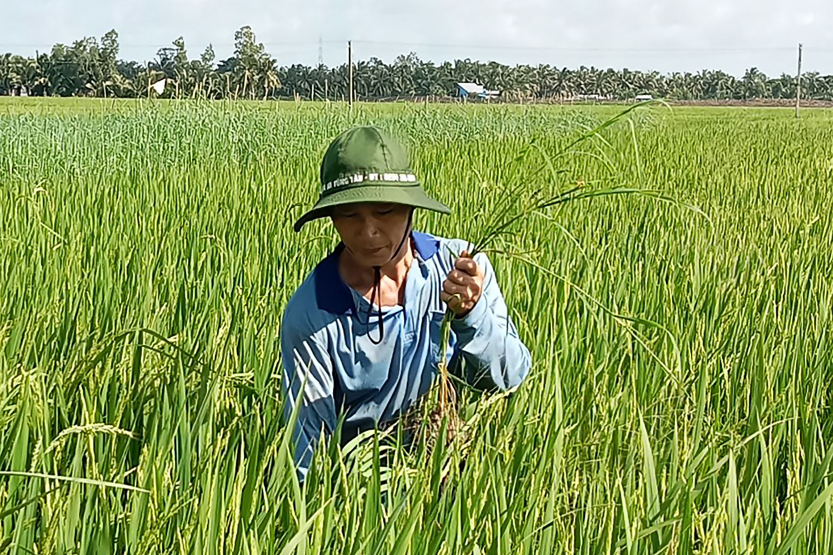 Đồng chí Huỳnh Hữu Gìn - Bí thư Chi bộ ấp Thanh Nhàn, xã Thạnh Thới An, huyện Trần Đề (Sóc Trăng) chăm sóc ruộng lúa ST25.