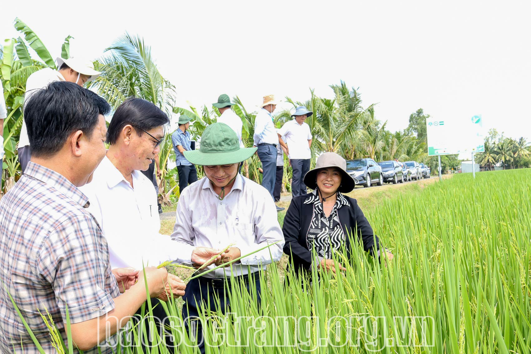 Lãnh đạo tỉnh Sóc Trăng rất quan tâm đến việc phát triển các giống lúa chất lượng cao, lúa đặc sản, nhằm nâng cao giá trị sản phẩm lúa gạo. Ảnh: THÚY LIỄU
