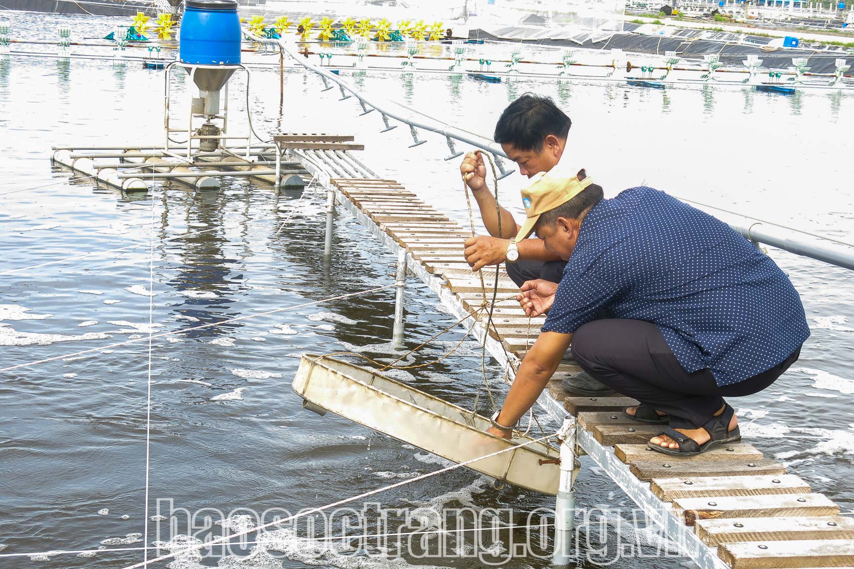 Khi thời tiết hiện tại bất lợi thì hộ nuôi tôm cần quan tâm đến các yếu tố môi trường, quản lý ao nuôi, quản lý thức ăn nuôi để tôm nuôi phát triển tốt. Ảnh: THÚY LIỄU