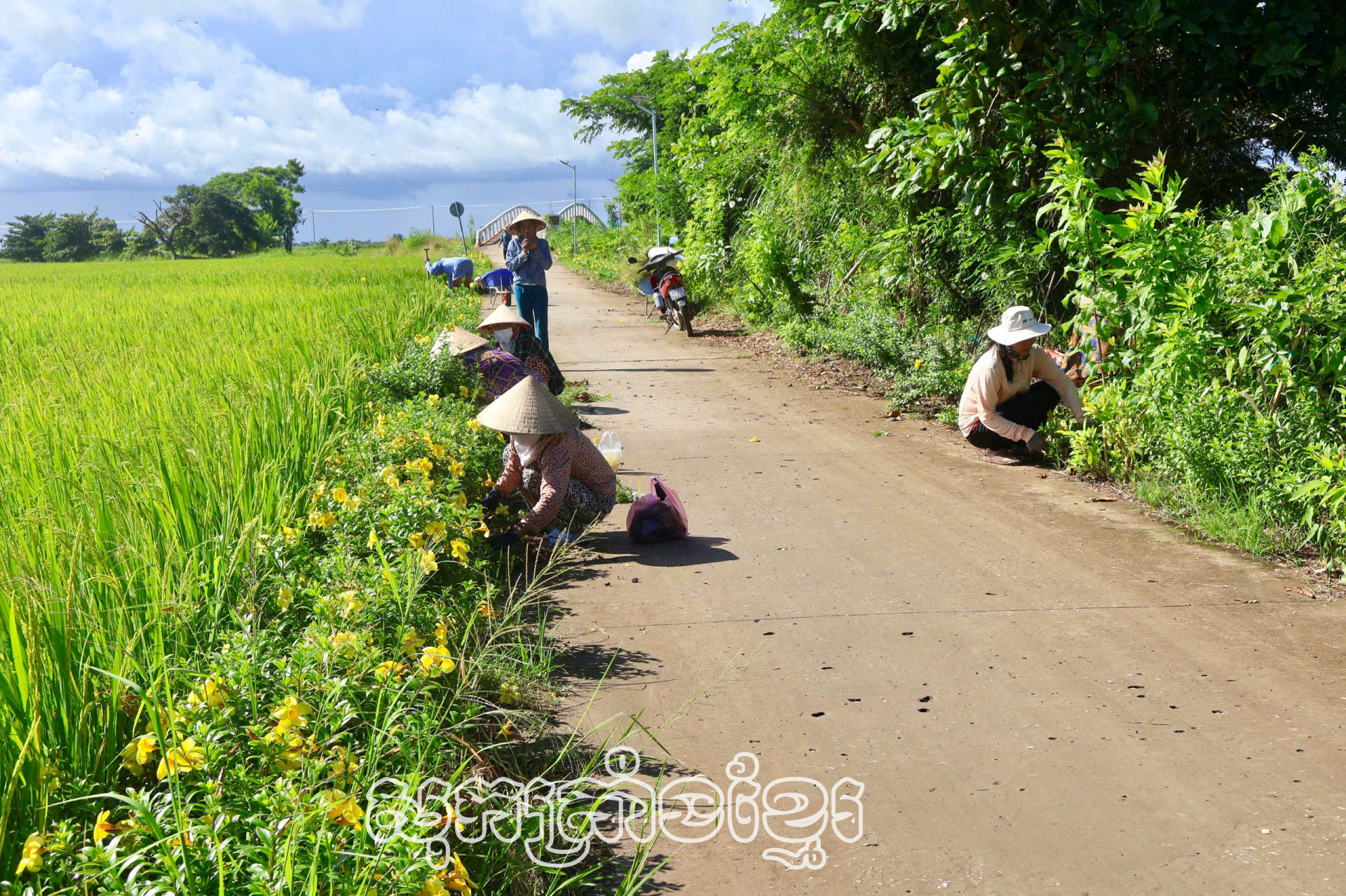 មាមីងភូមិផ្ដោករួមកម្លាំងធ្វើស្មៅដាំដើមឈើតាមដងផ្លូវភូមិផ្ដោក