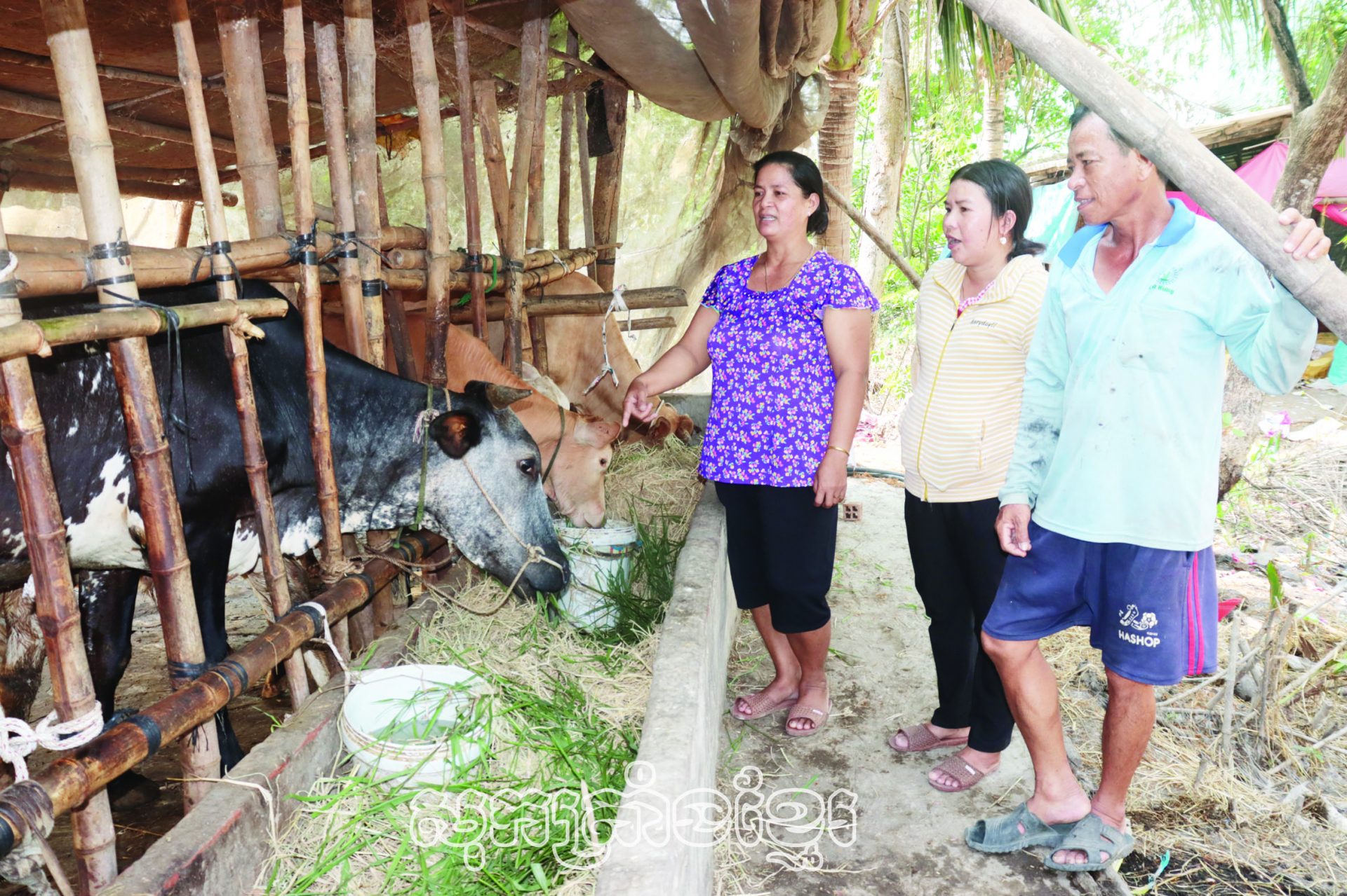 ទម្រង់ចិញ្ចឹមគោជួយគ្រួសារបងស្រីស៊ើងធីសៀម (ខាងឆ្វេង) ភូមិគៀកឡើយ ឃុំឡឹមគៀកឈានឡើងចាកផុតក្រ