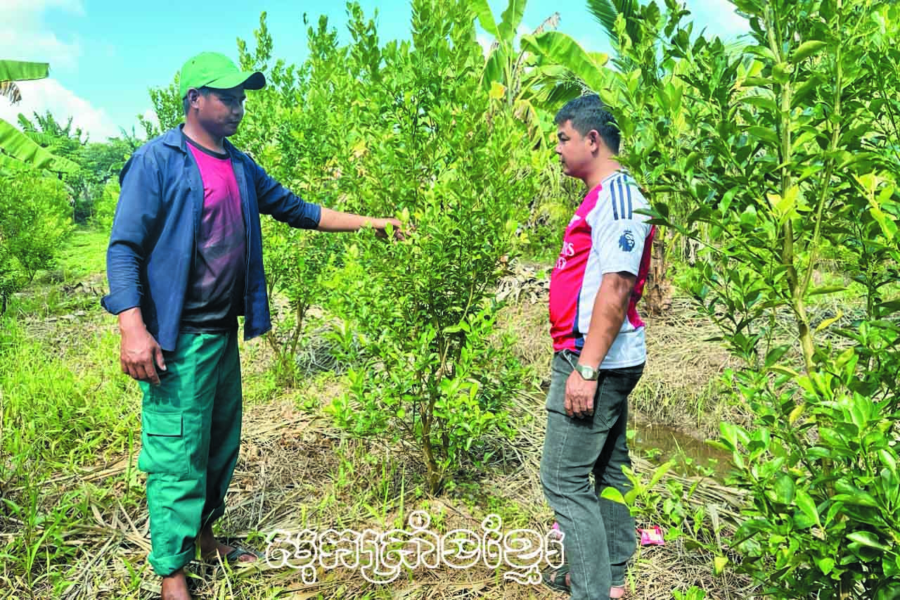 ទម្រង់ដាំក្រូចតែគួបផ្សំចិញ្ចឹមត្រីរបស់បងយឿងថាយង៉ុក(ខាងឆ្វេង)នៅឃុំភូតឹង ស្រុកចូវថាញ់ (សុកត្រាំង) នាំមកនូវប្រសិទ្ធភាព