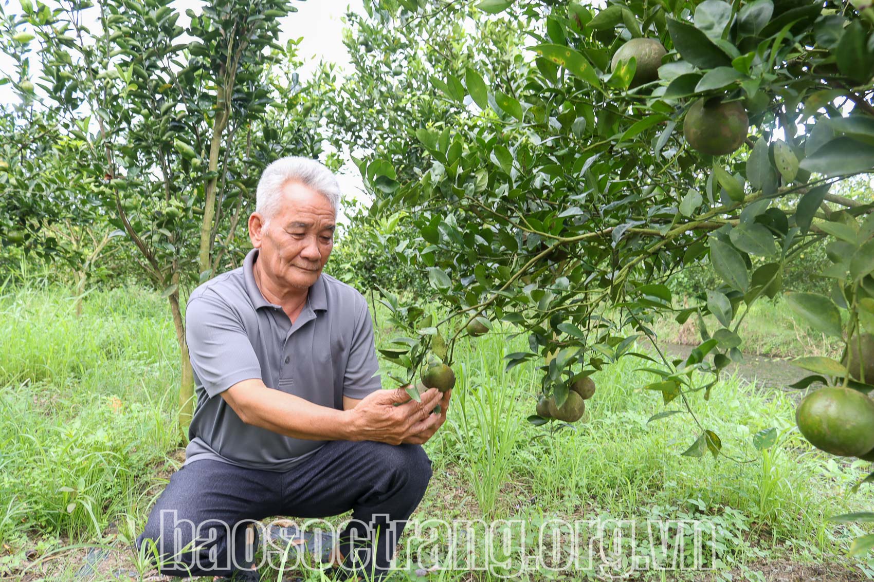 Ông Nguyễn Minh Thê, xã Hưng Phú, huyện Mỹ Tú (Sóc Trăng) bên vườn quýt của gia đình cho thu nhập hơn 300 triệu đồng/năm/2ha. Ảnh: THÚY LIỄU