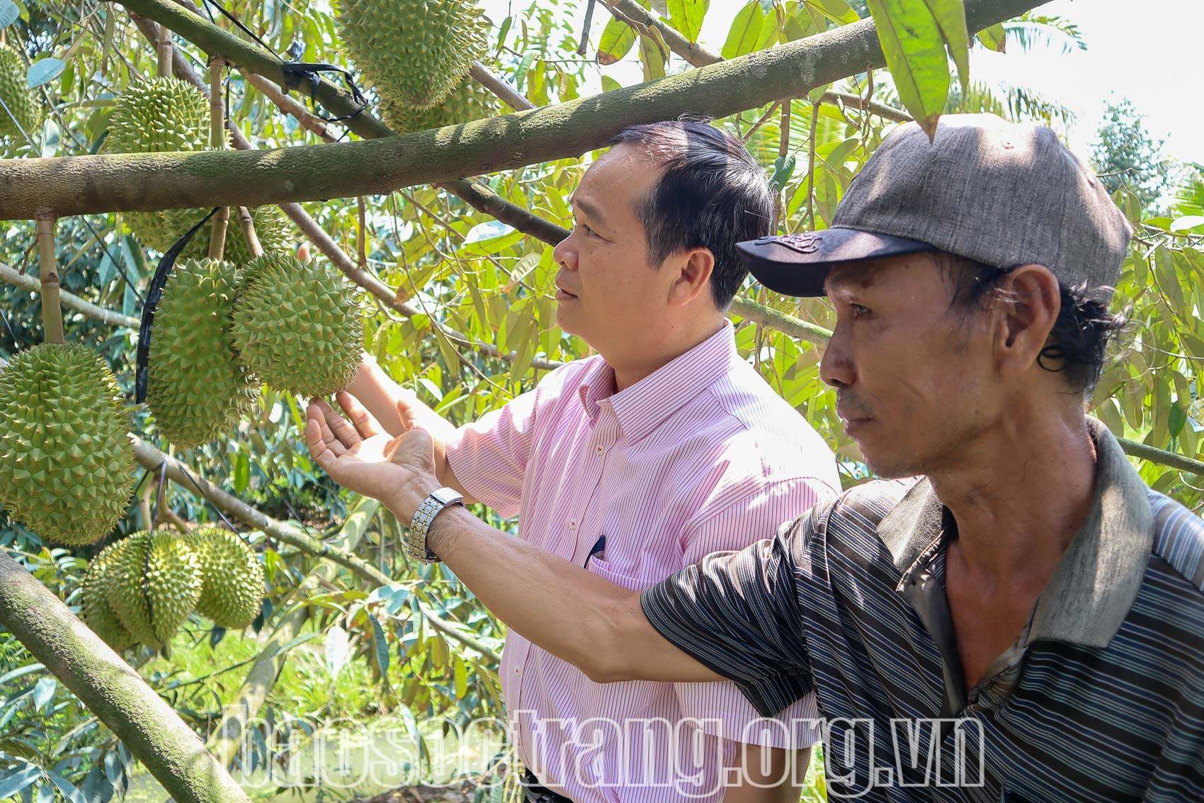 Vốn tín dụng ưu đãi của Phòng Giao dịch NHCSXH huyện Kế Sách đã trở thành “điểm tựa” tài chính vững chắc cho hộ dân thực hiện các mô hình trồng cây ăn trái mang lại hiệu quả kinh tế cao. Ảnh: QUANG BÌNH