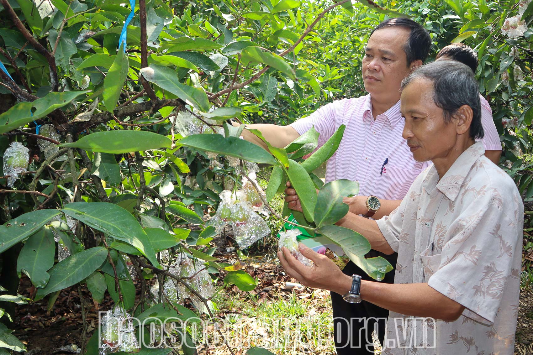 Có vốn vay ưu đãi từ Phòng Giao dịch NHCSXH huyện Kế Sách, hộ dân chí thú làm ăn, vượt khó thoát nghèo bền vững. Ảnh: QUANG BÌNH