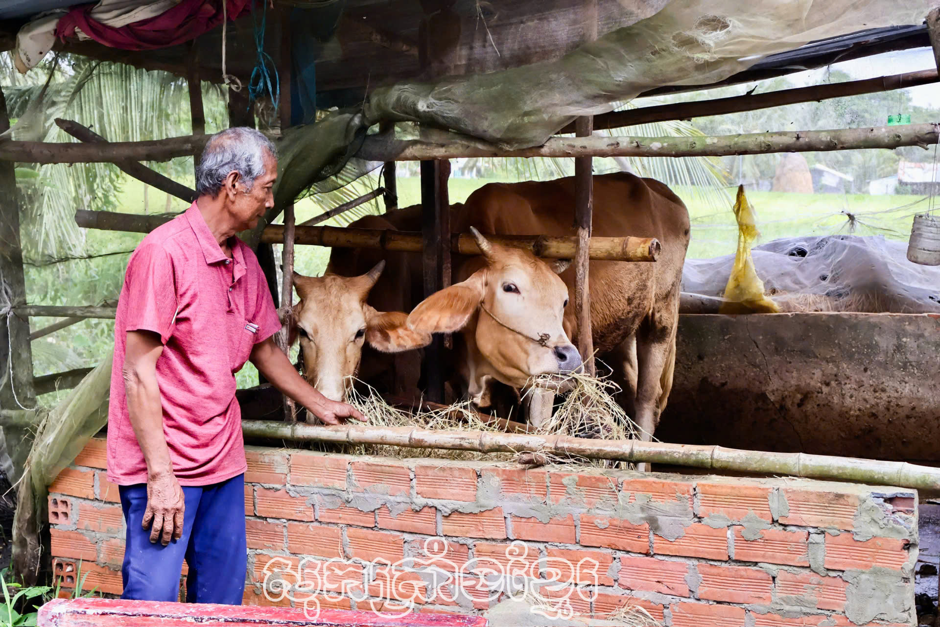 បងគីមហៀង នៅភូមិបឹងឡុង ឃុំឡុងភូ បានជំនួយគោសម្រាប់ពង្រីកសេដ្ឋកិច្ចគ្រួសារ។