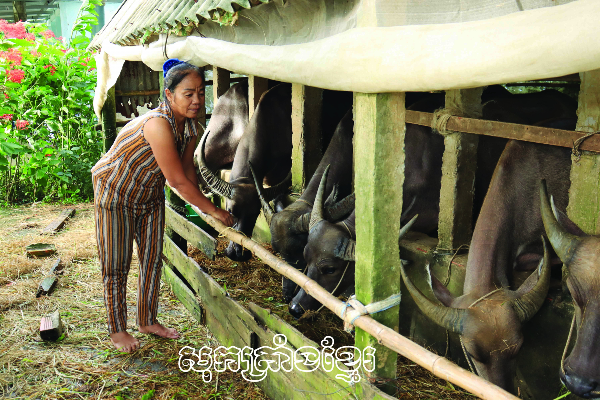 បងស្រីត្រឹងធីច័ន្ទ នៅភូមិទ្រុងថុង ឃុំទ្វឹងទឹក ស្រុកថាញ់ទ្រី (សុកត្រាំង) ឈានឡើងចាកផុតក្រដោយទម្រង់ចិញ្ចឹមក្របី