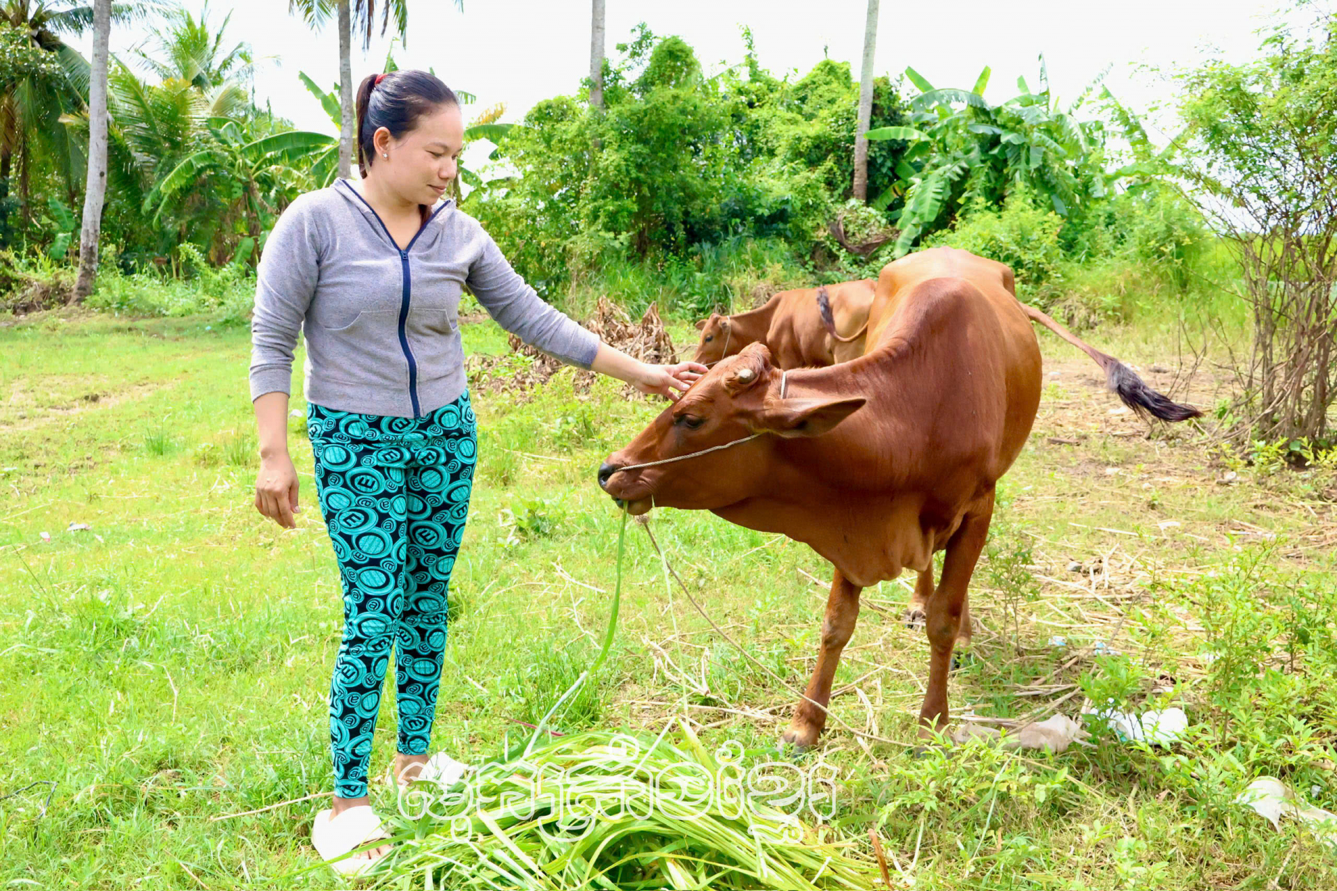 បងស្រីត្រាធីធា នៅភូមិជ្រោយរំចេក សង្កាត់ទី២ ទីរួមខេត្តវិញចូវ បានឧបត្ថម្ភគោស៊ីន២ក្បាល។