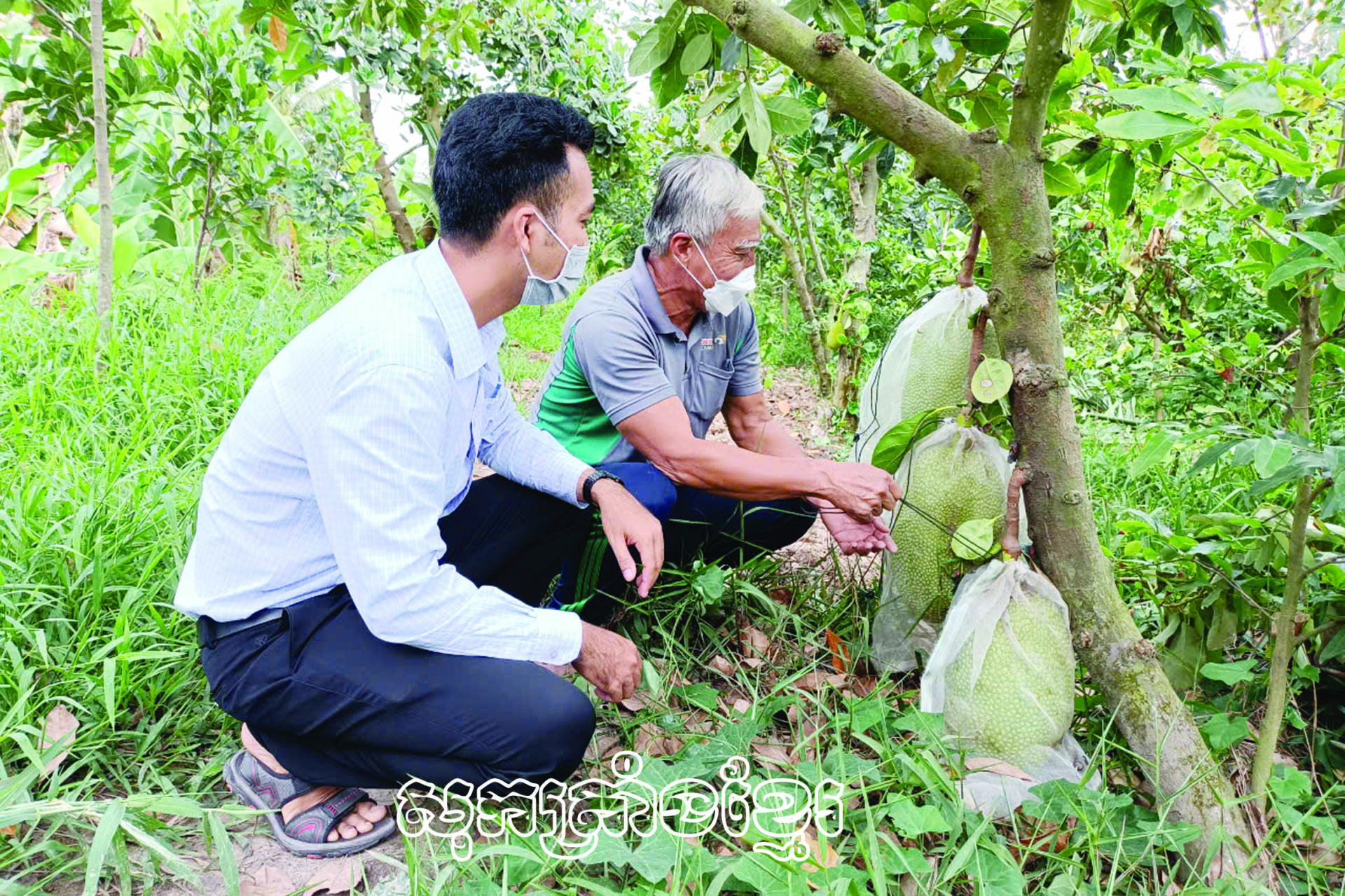 ពូវ៉វ៉ាំងង្វៀង (ខាងស្តាំ) ជាមួយទម្រង់ដាំខ្នុរថៃនាំមកនូវប្រសិទ្ធភាពសេដ្ឋកិច្ចខ្ពស់