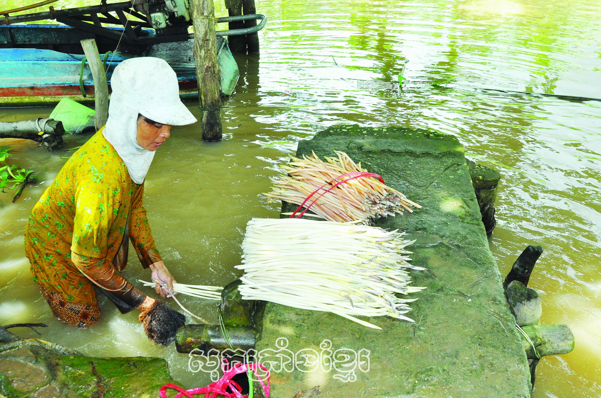 បងស្រីស៊ុកធីមីឡេ លាងមើមឈូកមុនពេលយកទៅលក់ឱ្យឈ្មួញ