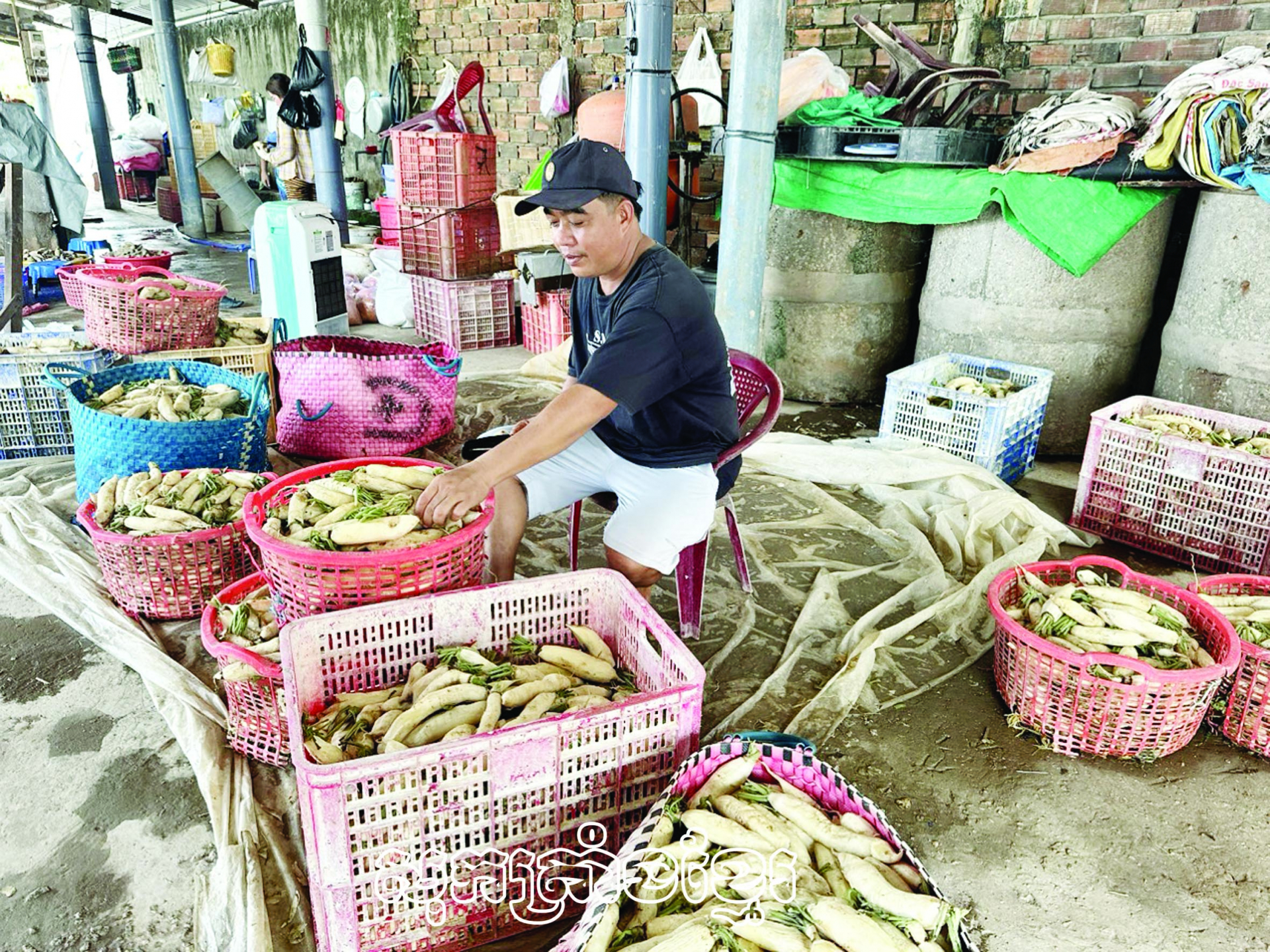 ទម្រង់ឆៃប៉ូវប្រៃបានផ្តល់ប្រាក់ចំណូលលំនឹងរបស់បងហ្វិញមិញគឿង ឃុំភូតឹង ស្រុកចូវថាញ់ (សុកត្រាំង)