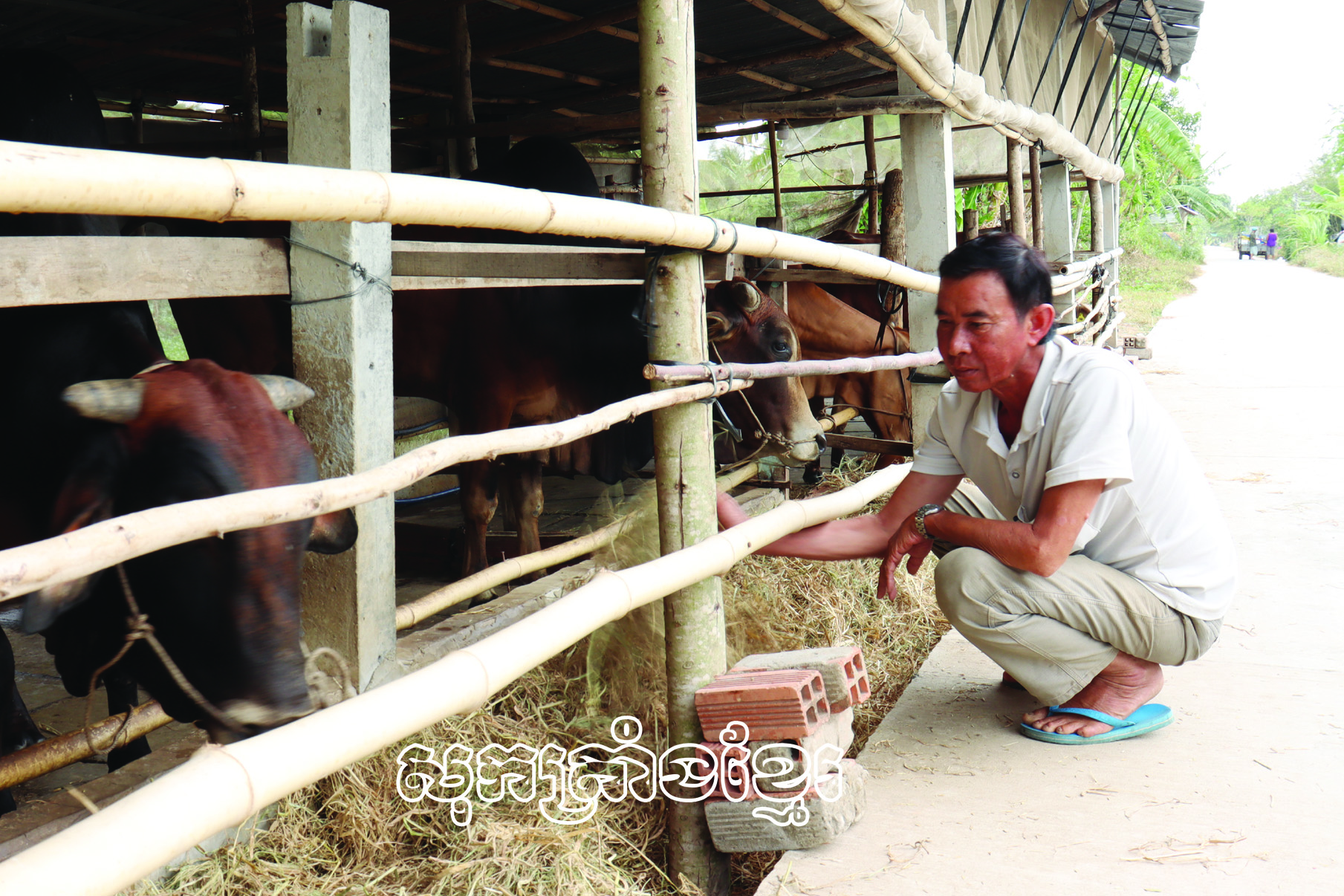 ទម្រង់ចិញ្ចឹមគោរបស់គ្រួសារពូលីវវ៉ាំងយេន នៅភូមិដាវវៀង ឃុំវៀងប៊ិញ ស្រុកត្រឹងដេ (សុកត្រាំង)