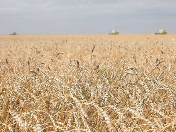 Chỉ số giá lương thực thế giới tăng mạnh nhất trong 18 tháng qua