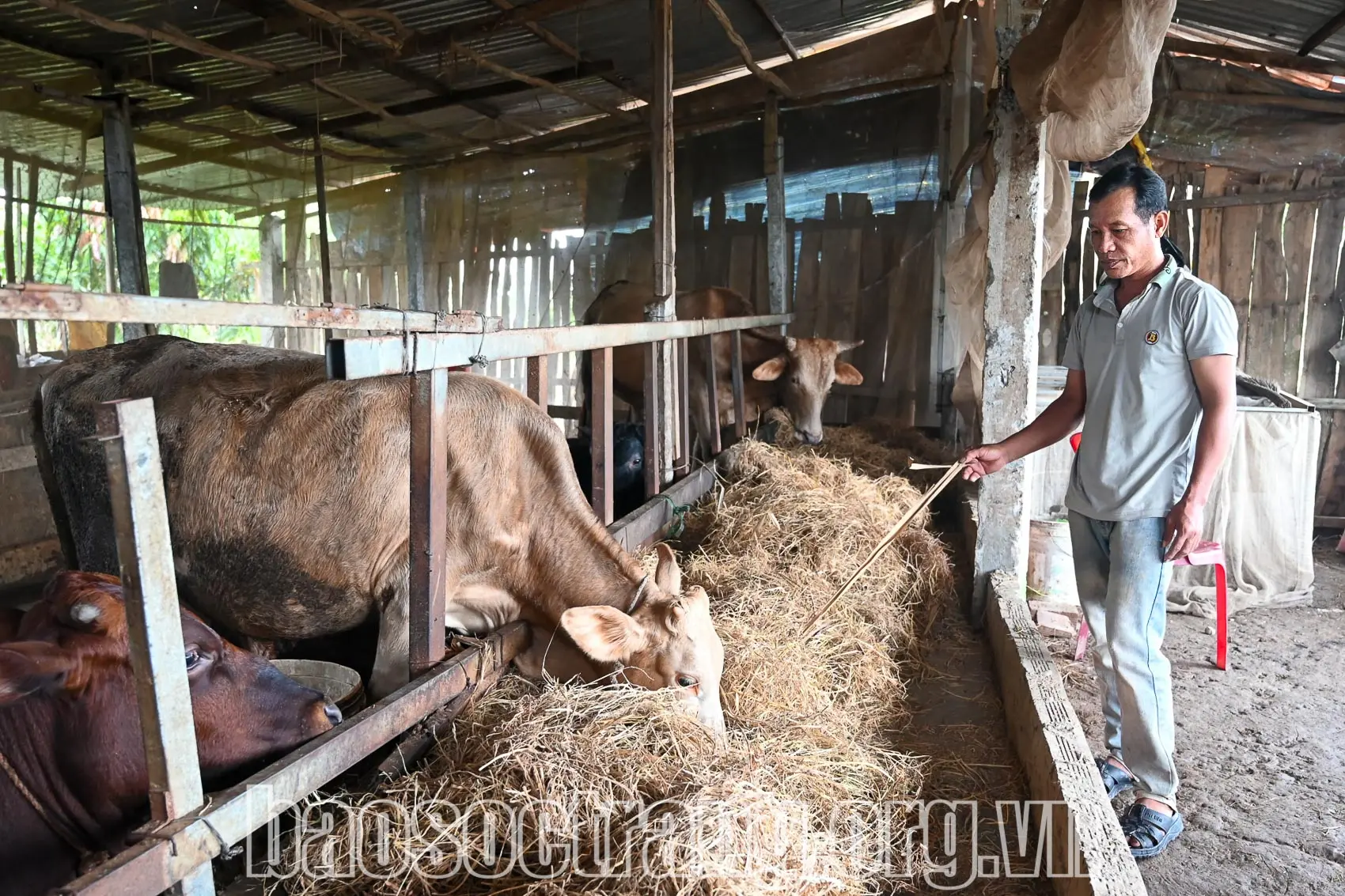 Chi hội trưởng Chi hội CCB ấp Bố Liên 3 Đào Xuân Hà, xã Thuận Hưng, huyện Mỹ Tú (Sóc Trăng) luôn nỗ lực, phấn đấu phát triển kinh tế gia đình. Ảnh: TẤN PHÁT