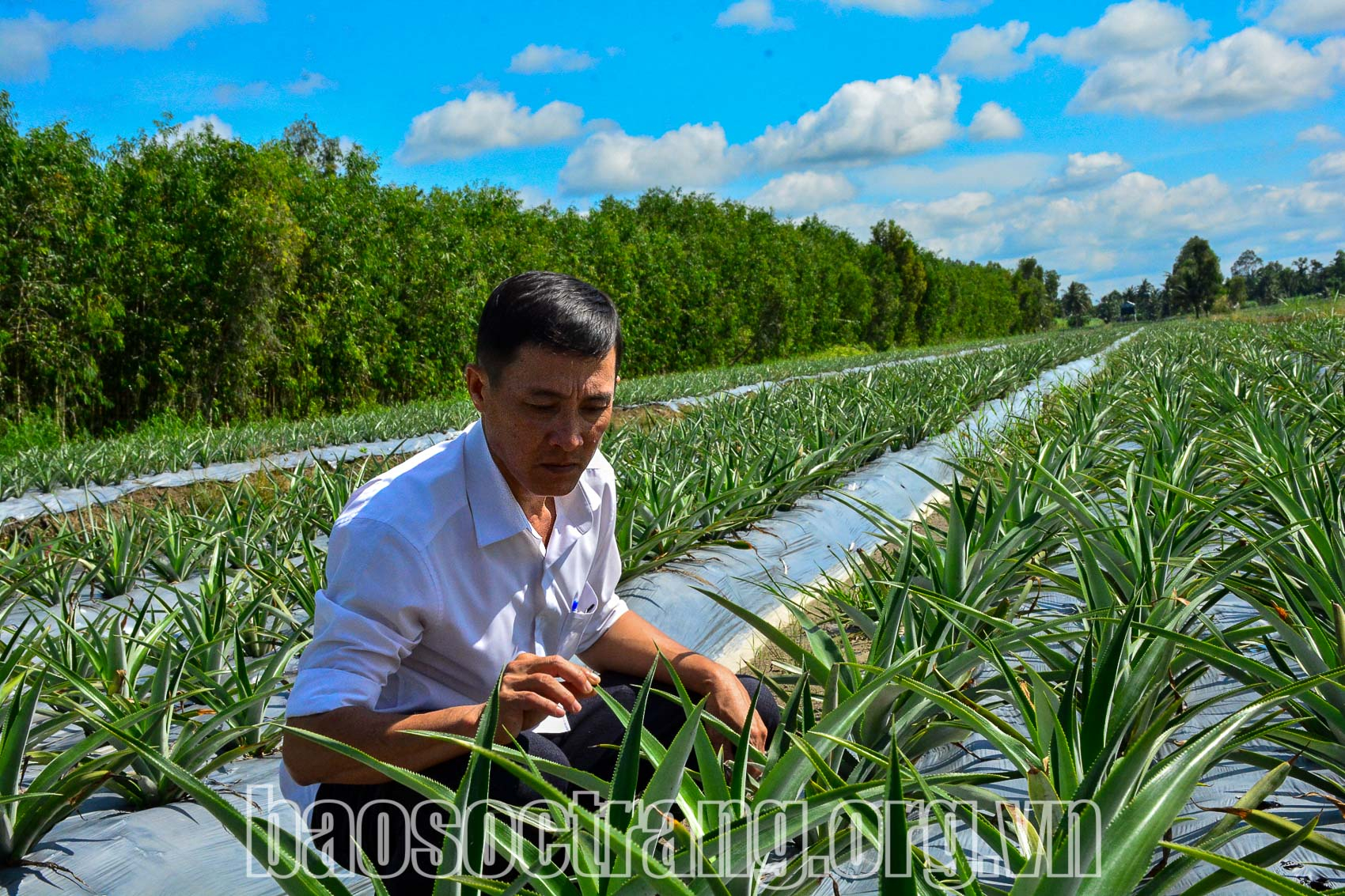 Mô hình trồng dứa mang lại hiệu quả cho người nông dân tại xã Long Hưng, huyện Mỹ Tú (Sóc Trăng). Ảnh: HOÀNG PHÚC