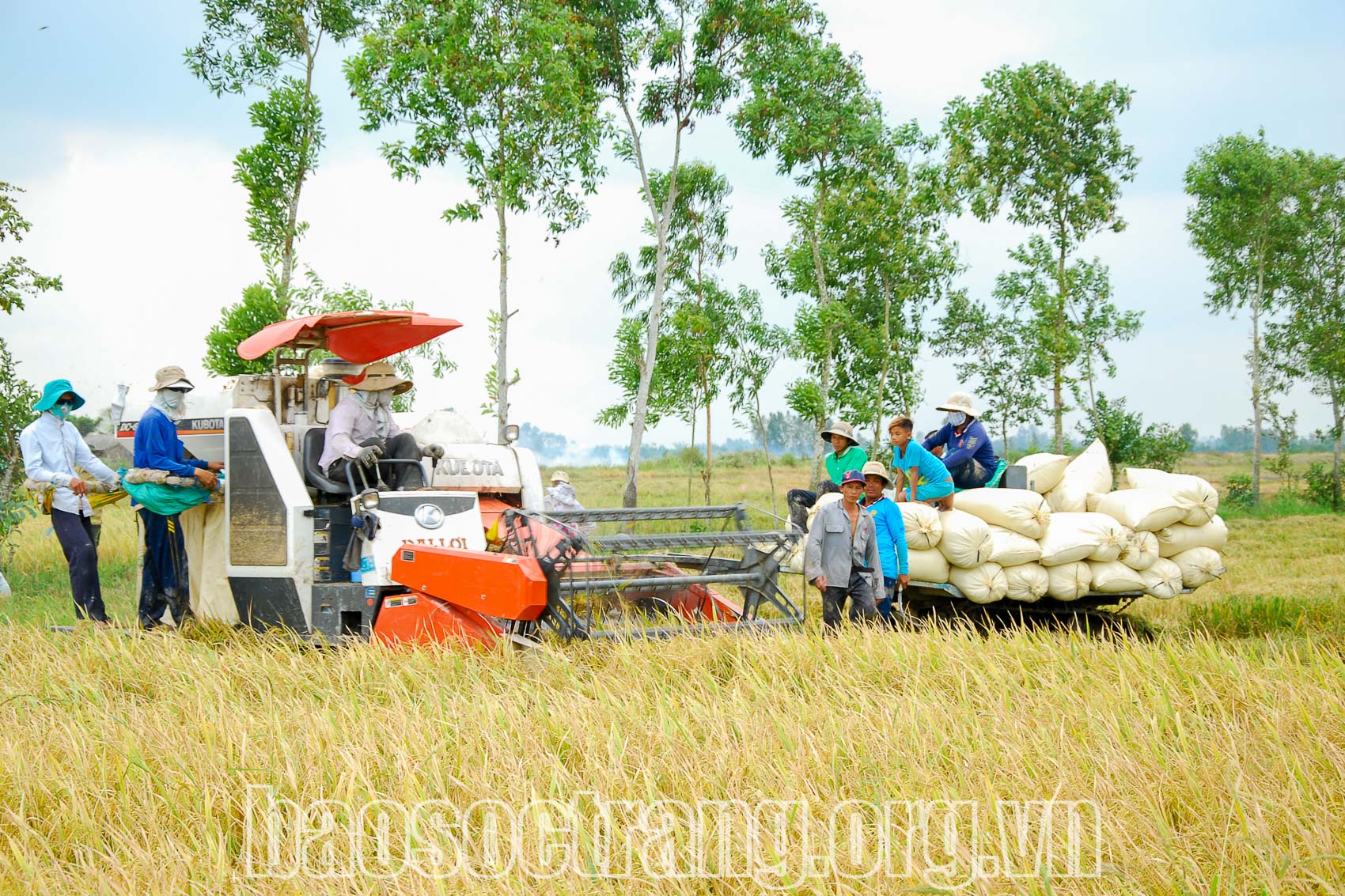 Nông dân huyện Thạnh Trị (Sóc Trăng) phấn khởi vì lúa trúng mùa, được giá. Ảnh: HOÀNG PHÚC