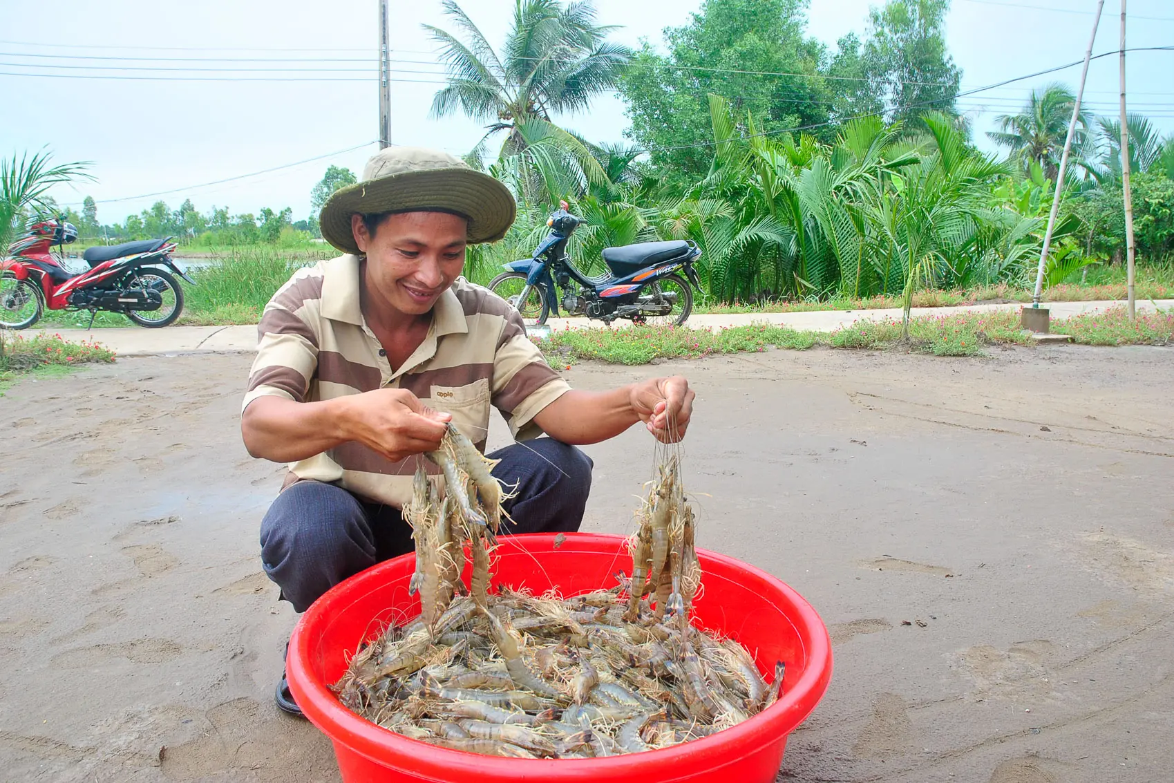 Con tôm sú vẫn có một vị trí và lợi thế cạnh tranh nhất định đối với ngành tôm Việt Nam trên thị trường. Ảnh: TÍCH CHU