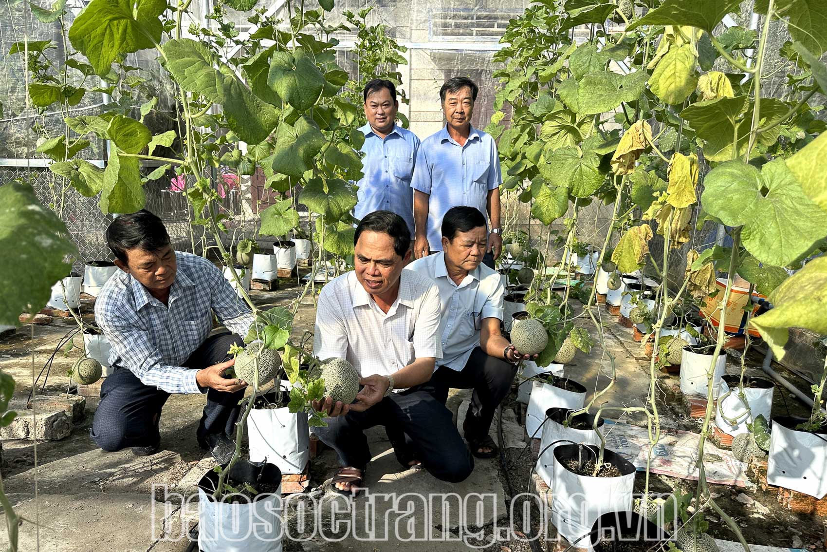 Nông dân tham quan mô hình trồng dưa lưới theo hướng hữu cơ tại ấp Đắc Lực, xã Hồ Đắc Kiện, huyện Châu Thành (Sóc Trăng). Ảnh: THẠCH PÍCH