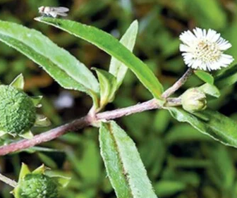 5 loại cỏ mọc dại ven đường là cây thuốc được Bộ Y tế công nhận