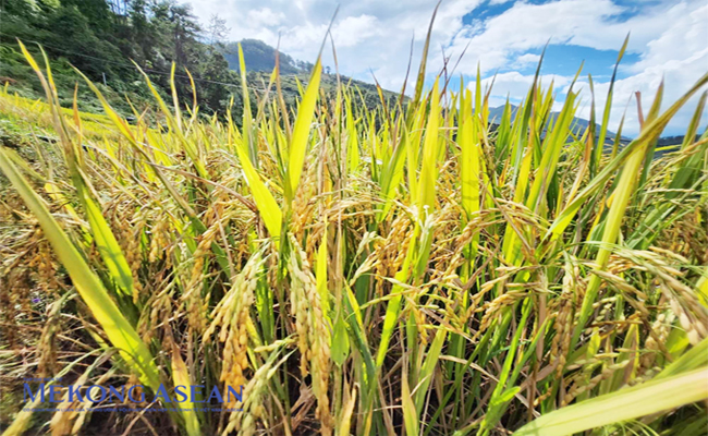 រូប​ជា​ឧទាហរណ៍