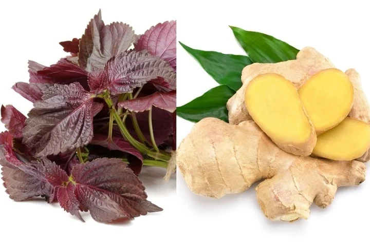 Hai bài thuốc từ lá tía tô nấu với gừng ai cũng cần biết