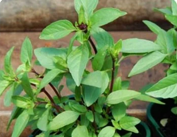 Ăn rau húng quế thường xuyên có tác dụng gì?