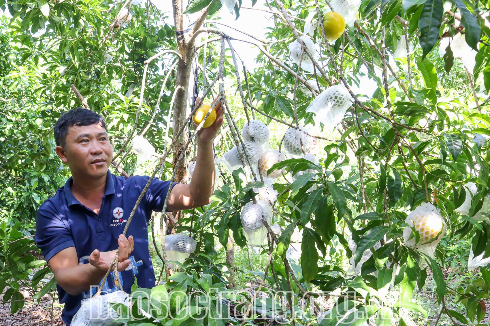 Anh Đỗ Văn Tú, xã Mỹ Hương, huyện Mỹ Tú (Sóc Trăng) bên vườn vú sữa hoàng kim đang trong mùa vụ thu hoạch. Ảnh: THÚY LIỄU