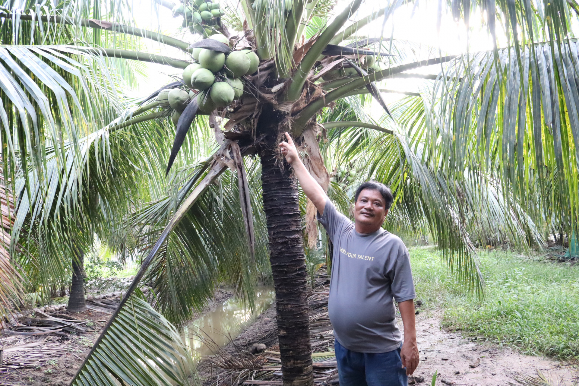 Ông Nguyễn Cao Cường, thị trấn Cù Lao Dung, huyện Cù Lao Dung (Sóc Trăng) bên vườn dừa dứa của gia đình đã trồng được hơn 10 năm, đem về thu nhập hàng chục triệu đồng/năm. Ảnh: THÚY LIỄU